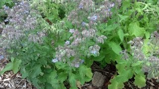 Growing Borage in your Home Garden [upl. by Eixor]