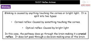 A Level Biology  5157  Reflex Actions [upl. by Atoel]