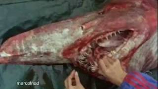 Goblin Shark Captured By Fishermen [upl. by Cerelly]