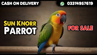 Sun Knorr Parrot For Sale In Pakistan Cargo All Over PakistanContact Number 03314957619 [upl. by Elcin942]