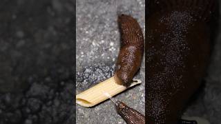 Slug vs Penne Pasta Time Lapse slugs nature pasta bug insects [upl. by Constant]