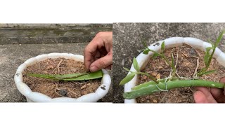 Try to propagate orchids from old stems with aloe vera [upl. by Yolande516]