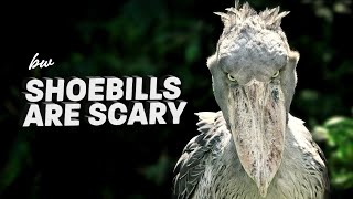 I Spent 10 Days with Shoebill Storks Heres What I Learned [upl. by Harneen705]