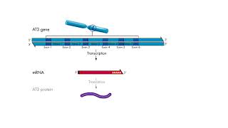 Transcription  Introns and exons [upl. by Matthaus444]