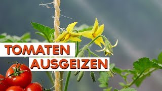 Tomaten ausgeizen und aufleiten  Tomaten im Folientunnel [upl. by Katushka]