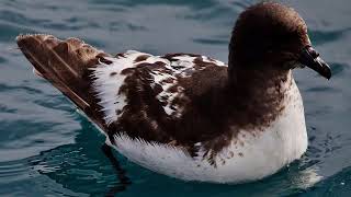 AmazeWing Facts About The Cape Petrel For Kids [upl. by Hamilton]