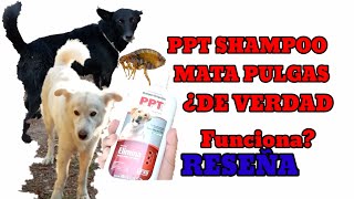 PPT SHAMPOO PARA PERROS MATA PULGAS GARRAPATAS REAMENTE FUNCIONA Poniendo a prueba shampoo PPT [upl. by Lemon]