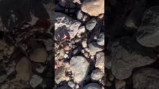 Ants of Luna county Ann is moving slow newmexico lunacounty ants hormiga nature insects [upl. by Roz]