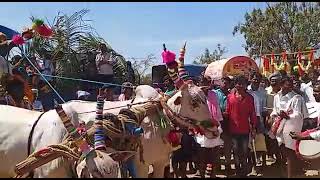 sri veeranarayana swamy parasa powerful bulls hussanipuram [upl. by Oelgnaed]