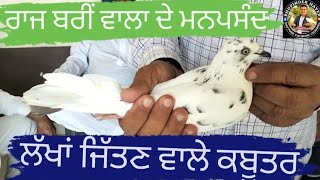 kabootar bazi  Raj bariwala  ਰਾਜ ਬਰੀਂ ਵਾਲਾ ਦੇ ਮਨਪਸੰਦ ਕਬੂਤਰਭਾਗ 2 [upl. by Eldin775]