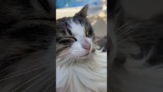 SleepyCat SleepingKitten CatSleep NapLover cozycat catvideo [upl. by Charlean646]