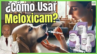 Toma de muestra de sangre en perros Procedimiento para una buena recolección de muestra [upl. by Wattenberg]