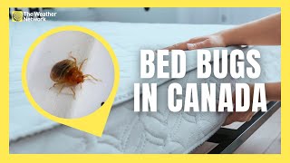 Should Canadians be Worries About a Bed Bug Resurgence This Winter [upl. by Musetta]