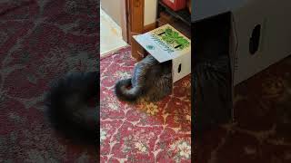 He tries bless him handweaving handwoven hawksongweaving mainecoonmix dumbcats sweetcats cat [upl. by Nalat95]