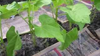 Beginners Guide to Growing Bush Beans [upl. by Natye]