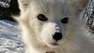 the fox that thought sheets are snow now on a real snow walk ❄ [upl. by Oleg]