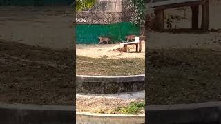 delhi national zoological park [upl. by Rostand]