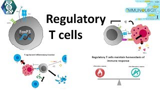 Regulatory T cells [upl. by Feigin]