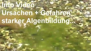 Wie entstehen Algen in einem Gartenteich Ursachen  Gefahren starker Algenbildung  Oase TV Video [upl. by Verneuil66]