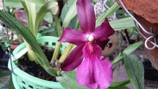 How I care for Orchid  Miltonia spectabilis [upl. by Panthea]