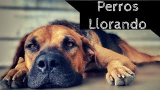 PERROS LLORANDO HD Efectos de Sonidos  Haz escuchar esto a tu mascota para sorprenderte [upl. by Clymer]