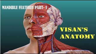 Visans Anatomy MANDIBLE FEATURES PART 1 [upl. by Flori]