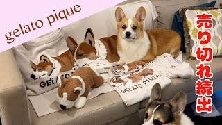 【ジェラピケ】コギフェス行けなかったけどコーギーに囲まれてみた we are surrounded by corgi items [upl. by Sug]