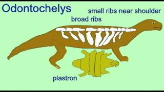 PL2 ANAPSID Odontochelys TURTLE EVOLUTION [upl. by Tavie]