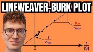 LineweaverBurk Plot Explained [upl. by Priscella]