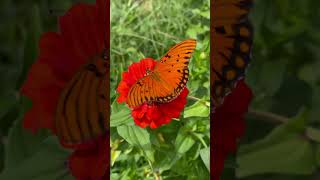 Gulf Fritillary butterfly [upl. by Jobina64]