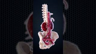 How Much Blood Do Your Kidneys Filter Daily [upl. by Einnoc]