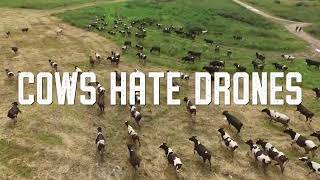 Haybuster  Cows Hate Drones [upl. by Laeria389]