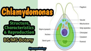 Chlamydomonas  Structure amp Reproduction  BSMSBotany  Urdu amp Hindi [upl. by Lahtnero]