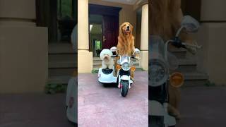 the rider dog 😎 goldenmase riderdog part 1 [upl. by Winshell]