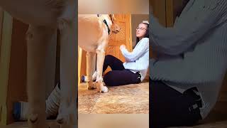 cat dog dogs cut cute love lovecats lovedogs funny virla viralvideo foryou foryoupage [upl. by Anesor]