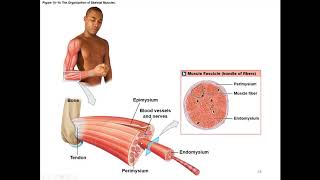 Chapter 10 Muscle Tissue and Contraction [upl. by Krystalle]