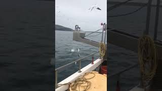 Mackerel Fishing with Razorbill Hooks 3 Shetland 2022 [upl. by Adelheid]