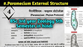 External Structure of Paramecium in hindi  BSc 3rd year Zoology 5th Semester first paper [upl. by Niltak978]