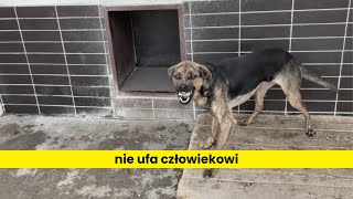 Jak oswoić dzikiego psa [upl. by Sullecram]