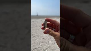 Spotted eagle ray tooth found on an Adventure with our paleontologists 🤩 fossils [upl. by Ralyt151]