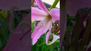 Cranium Lily last bloom [upl. by Janie]