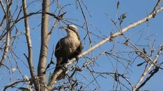 Greycrowned Babbler 6 [upl. by Esorylime15]