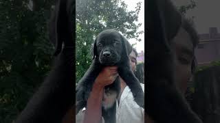 Box head lab male puppy available [upl. by Carley276]