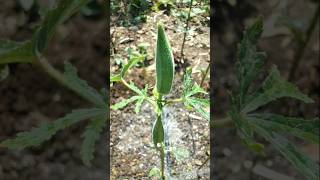 Made beds and irrigated the ladyfinger plants nature farming okra shorts [upl. by Acinnej]