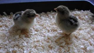 Silver Barnevelder chicks [upl. by Yenitirb]