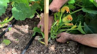 comment et pourquoi je tuteure mes courgettes [upl. by Asenav]