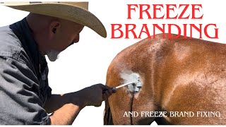 Freeze Brand Success Failure and Fix [upl. by Eatnoled819]