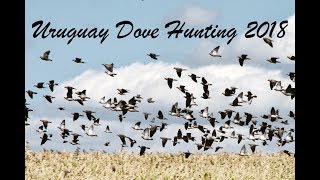 Uruguay Dove Hunting La Gaviota Lodge March 2018 [upl. by Grobe]