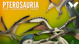 PTEROSAURS  size comparison and data Flying reptiles [upl. by Iahs]