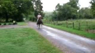 Small standardbred racking horse [upl. by Avirt]